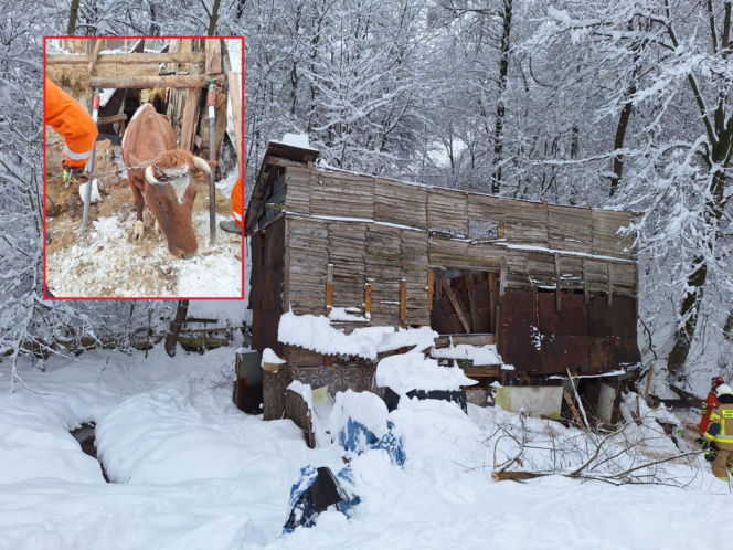 Dach stodoły runął pod naporem śniegu. W środku były zwierzęta