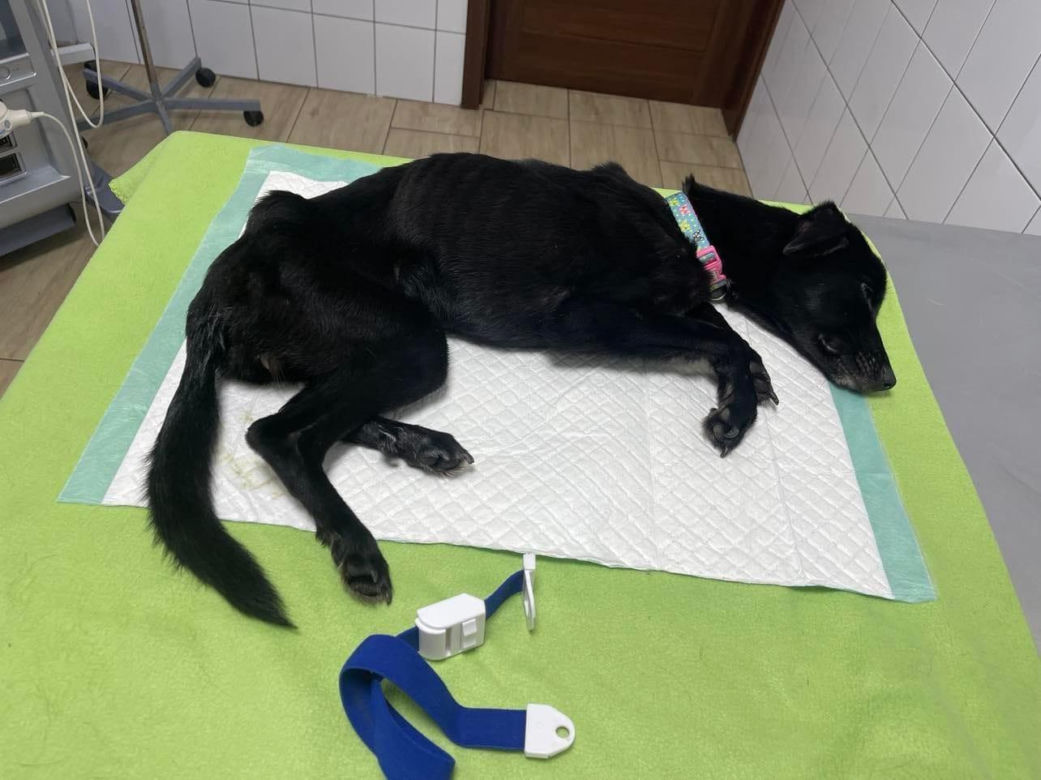 Pies zamknięty w piwnicy i skrajnie wychudzony. Pet Patrol: "To żywy szkielet psa". Jest decyzja sądu ws. właścicielki