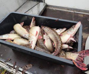 Afera nad jeziorem Bikcze. Wędkarze zgłosili się do pomocy, potem zabrali ryby