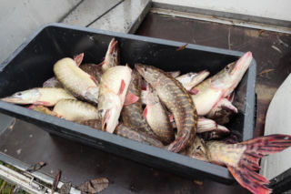 Afera nad jeziorem Bikcze. Wędkarze zgłosili się do pomocy, potem zabrali ryby