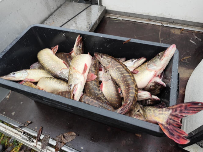 Afera nad jeziorem Bikcze. Wędkarze zgłosili się do pomocy, potem zabrali ryby