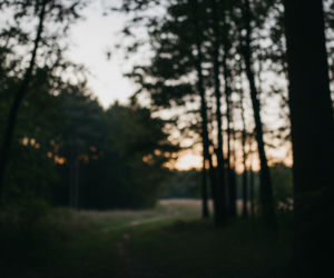 Atak wilków na 15-latkę w Lalikach. Czy rzeczywiście doszło do dramatu?