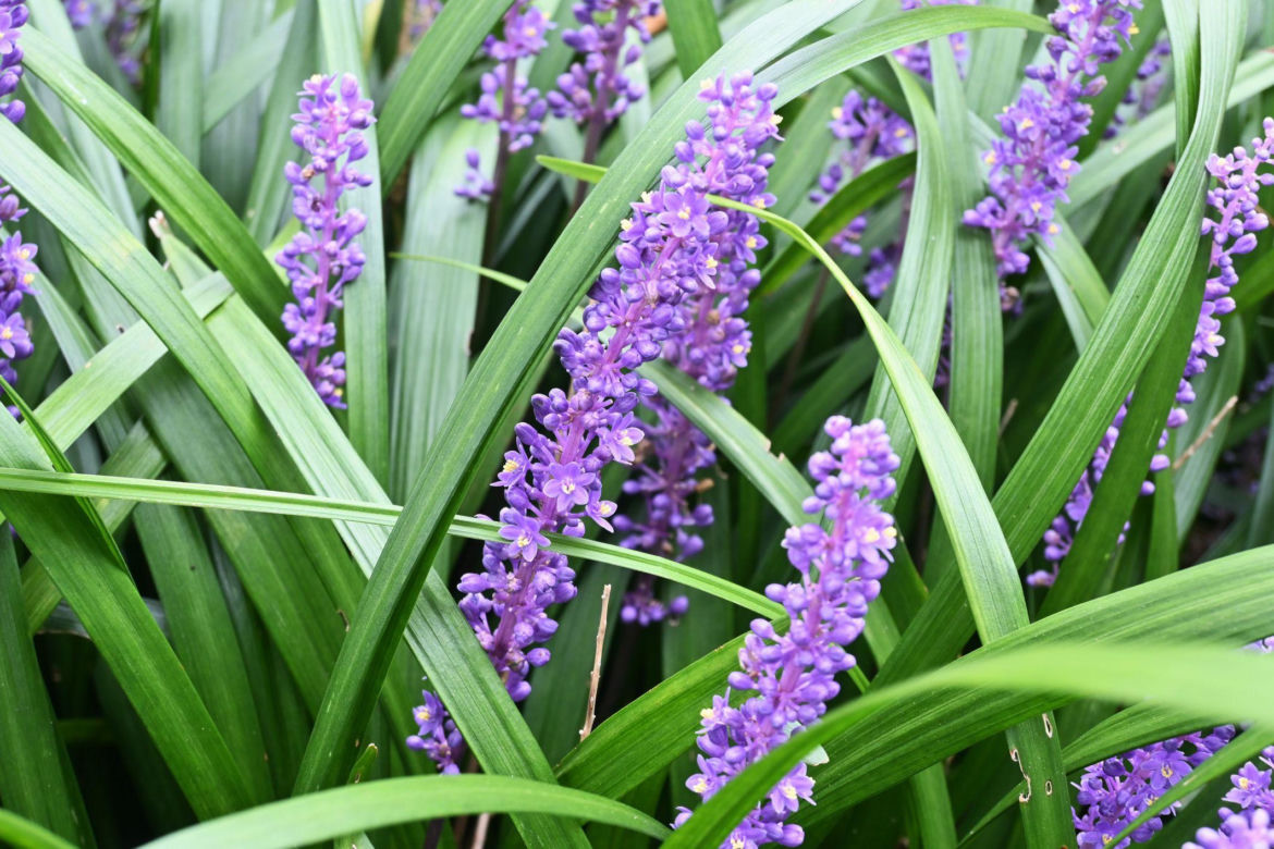 Liriope szafirkowata
