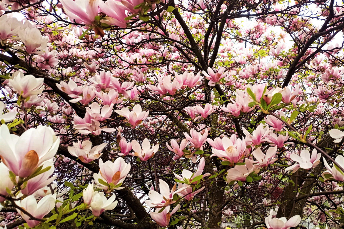 Magnolie w Szczecinie