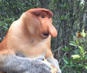 MEMY na Tłusty Czwartek 2026