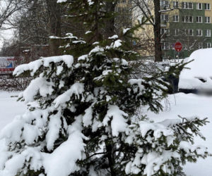 Choinka po świętach nie musi trafić na śmietnik. Lublin daje drzewkom drugie życie