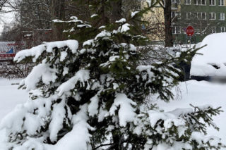 Choinka po świętach nie musi trafić na śmietnik. Lublin daje drzewkom drugie życie