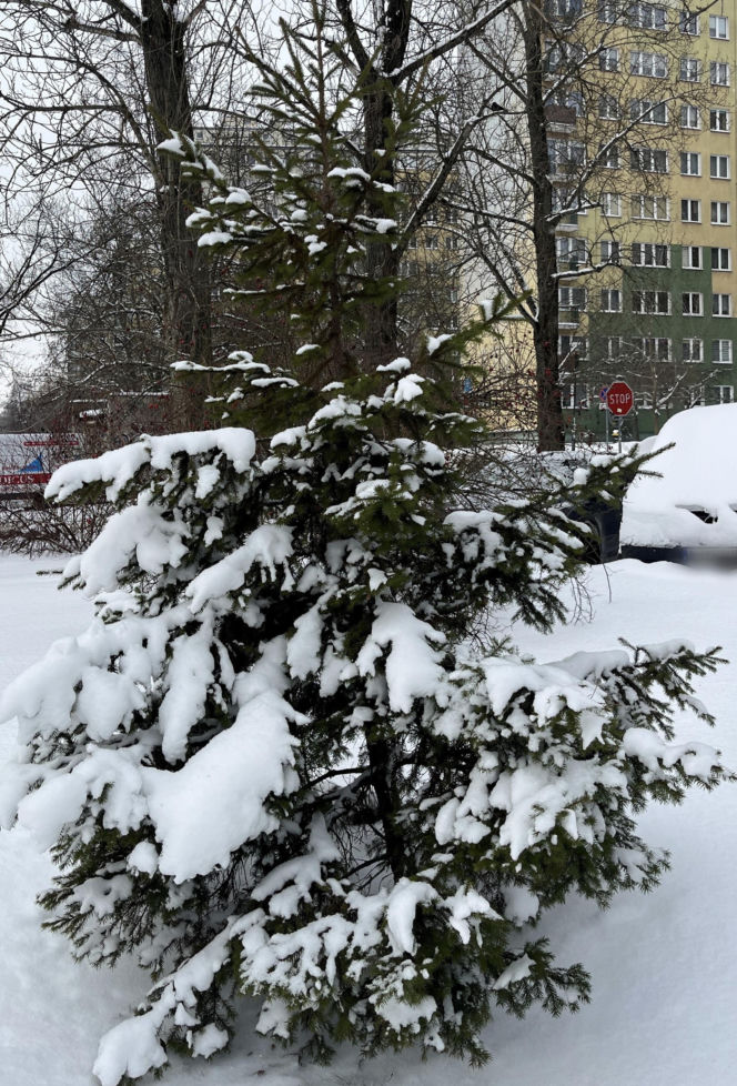 Choinka po świętach nie musi trafić na śmietnik. Lublin daje drzewkom drugie życie