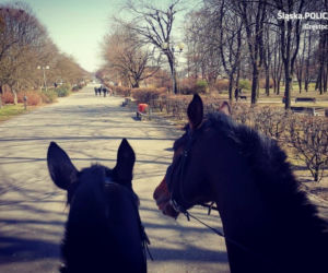 Policjanci czujni w dobie epidemii. Tak patrolują ulice miast Śląska i Zagłębia [ZDJĘCIA]