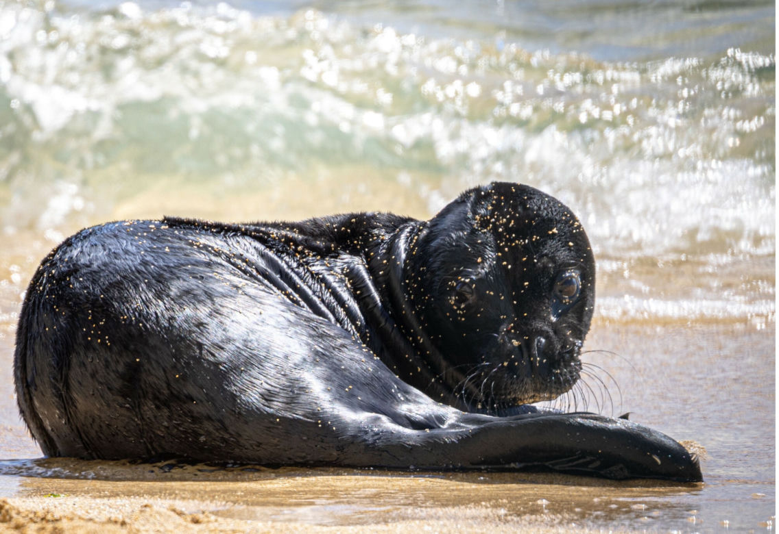 Szczenię foki na hawajskiej plaży 