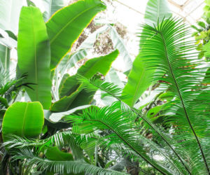 Marzysz o ogrodzie zimowym pełnym egzotycznych roślin?