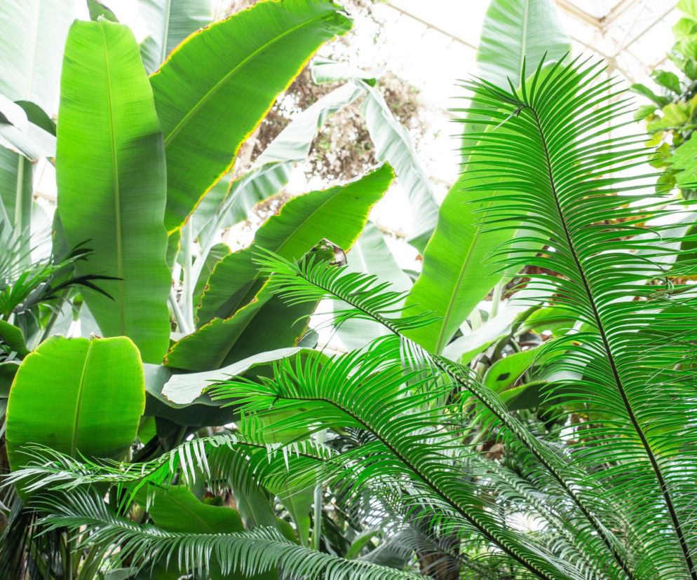 Marzysz o ogrodzie zimowym pełnym egzotycznych roślin?