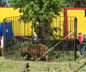 Niedźwiedź