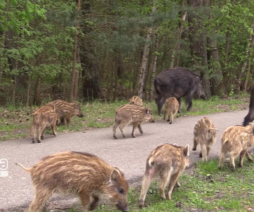 Dziki na przeprawie w Świnoujściu