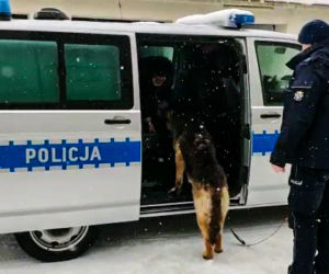 Łapy. Skrajnie wyczerpany Szarik błąkał się po ulicach