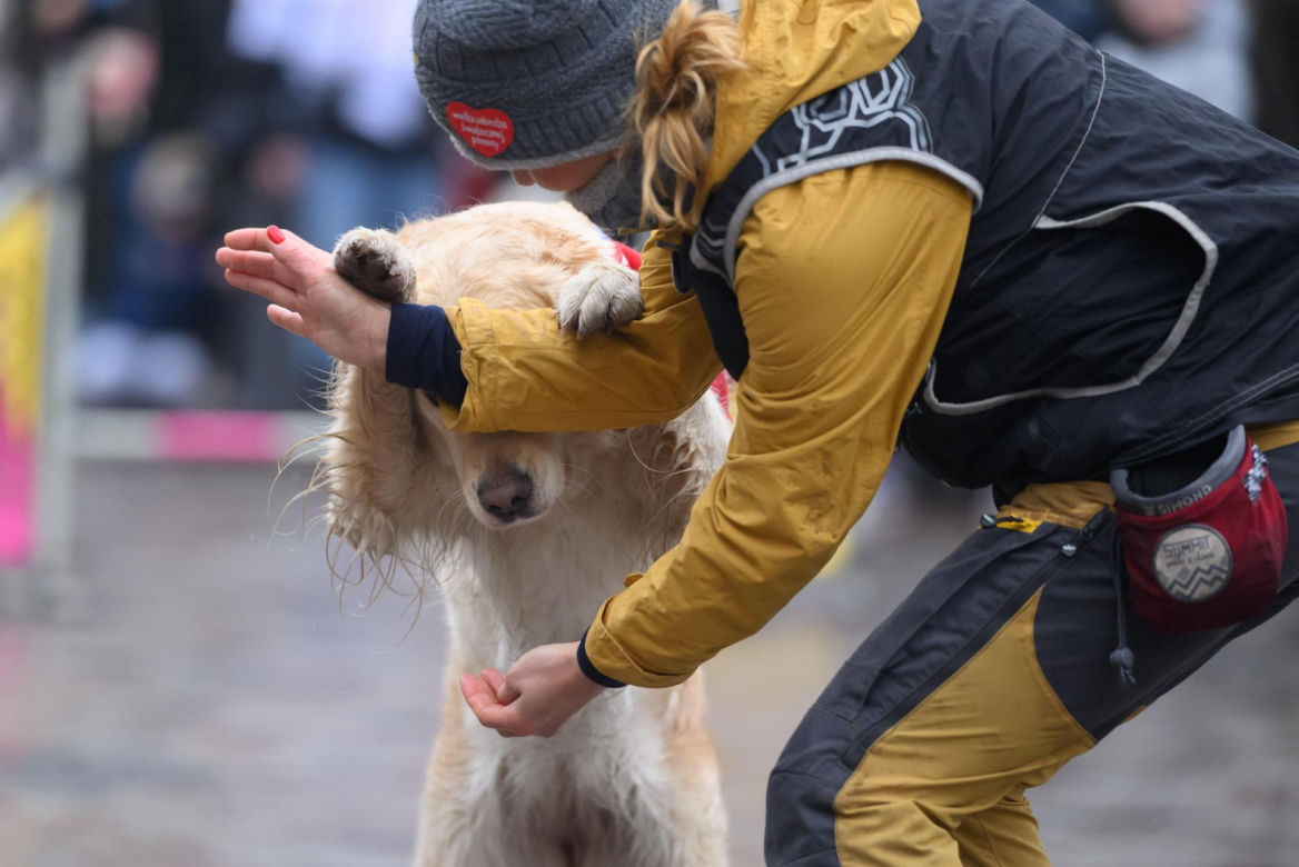 Poznań. Pokaz wyszkolenia psów z grupy „Golden Retriever WOŚP w Poznaniu” podczas 33. Finału Wielkiej Orkiestry Świątecznej Pomocy