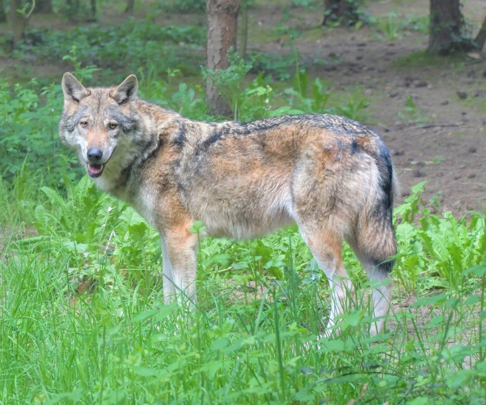 Atak wilków w Zalasowej