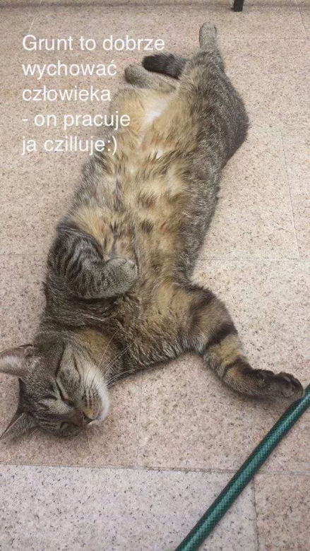 Kot Filipa Chajzera stał się bohatrem memów!