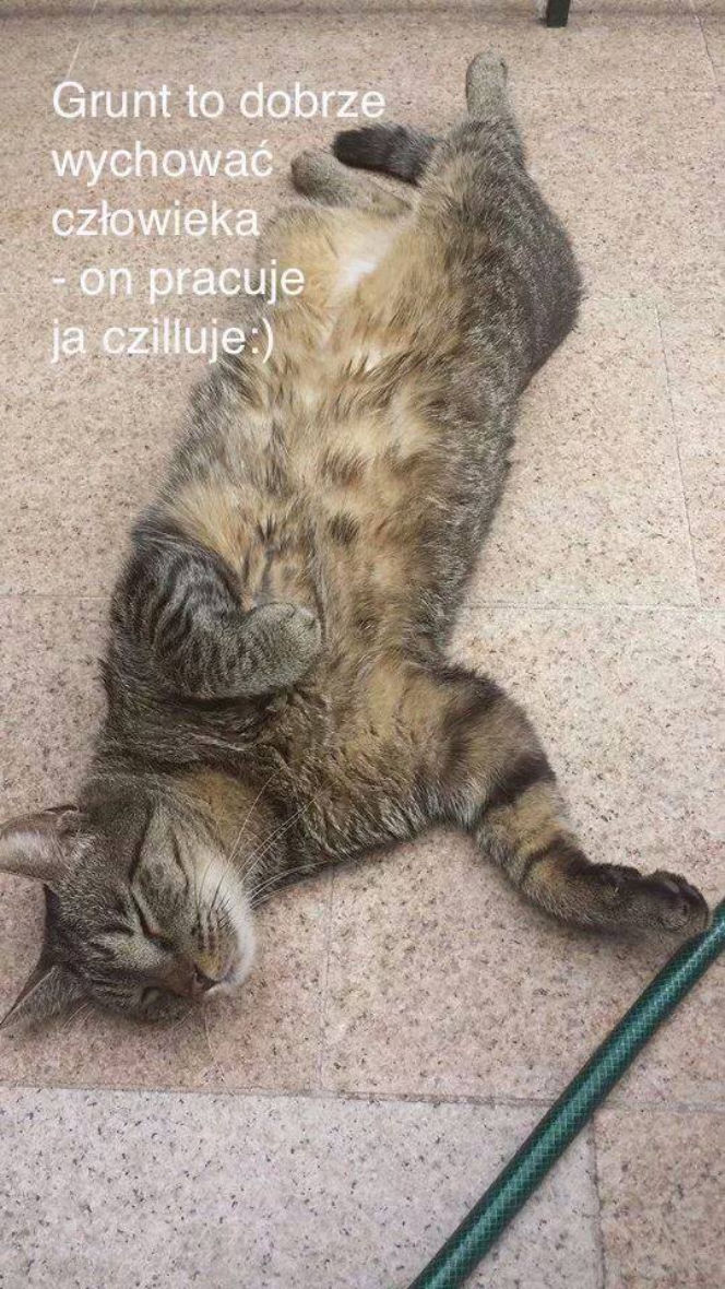 Kot Filipa Chajzera stał się bohatrem memów!