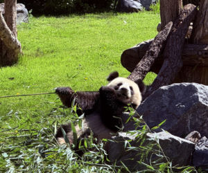 Pandy ZOO Berlin