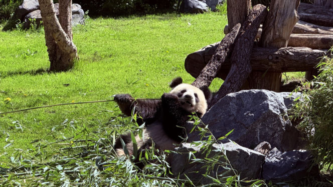 Pandy ZOO Berlin