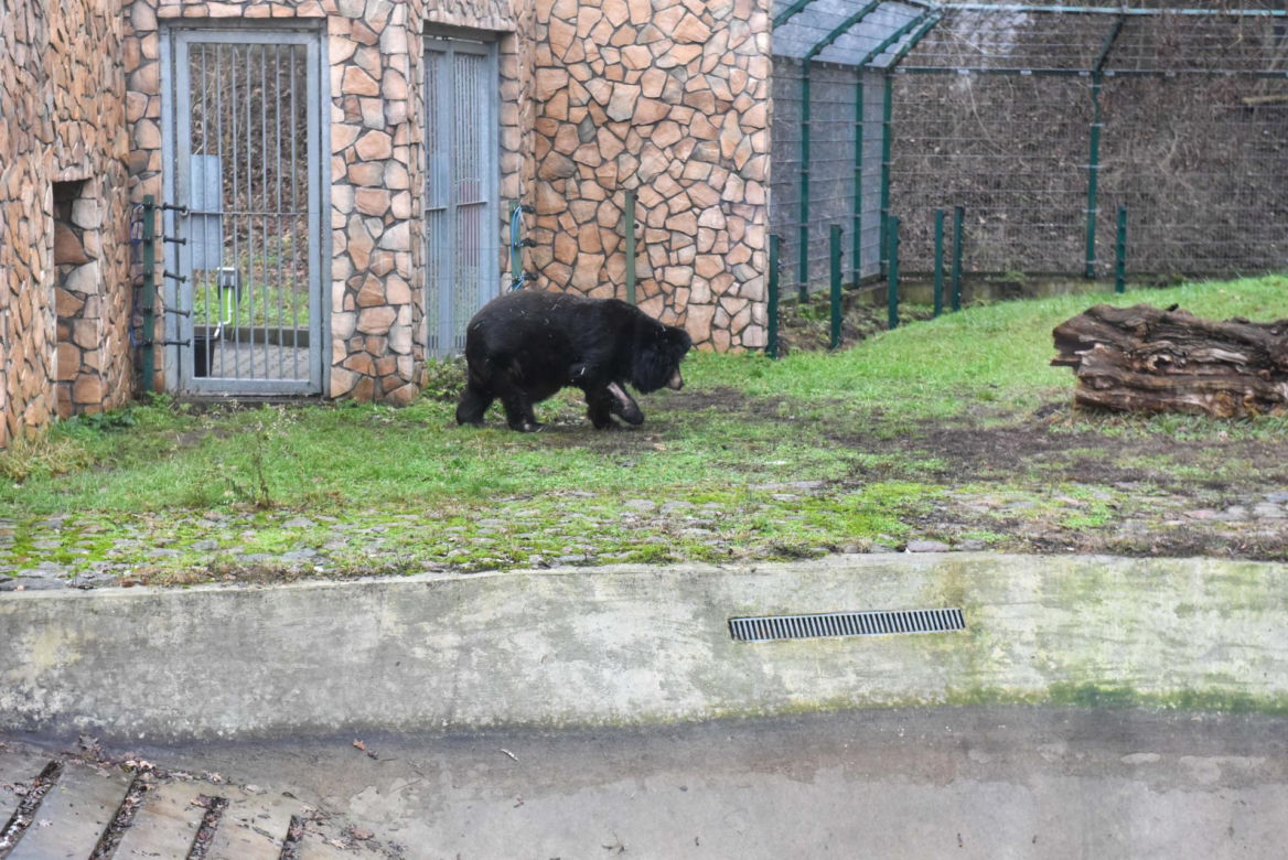 Niedźwiedzica Wolta z toruńskiego Zoo skończyła 40 lat!