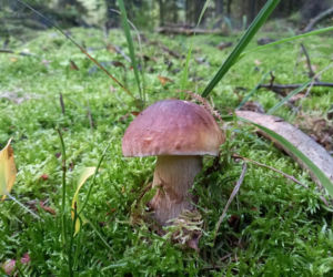 Świętokrzyskie darzy! Lasy pełne grzybów 