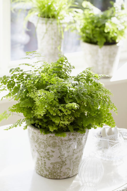 Adiantum raddianum
