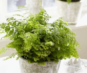 Adiantum raddianum
