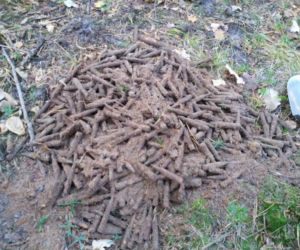 600 sztuk amunicji w starachowickich lasach