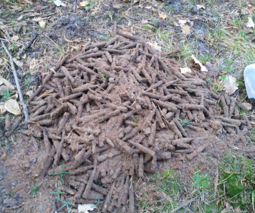 600 sztuk amunicji w starachowickich lasach