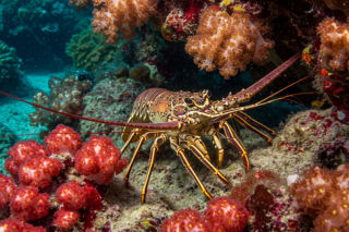 Uwolniły homary z restauracji, grozi im więzienie i wielka grzywna! Afera we Włoszech