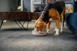 Jak dbać o psa zimą? Oto 5 praktycznych porad dla każdego właściciela czworonoga na chłodne dni
