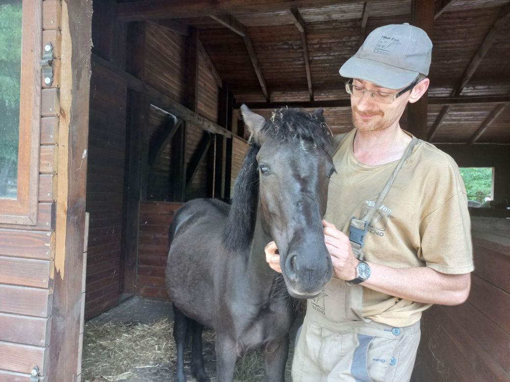 Mini ZOO w Lesznie ma nowych mieszkańców. To owce, konie i osioł