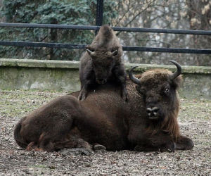 Żubry zoo