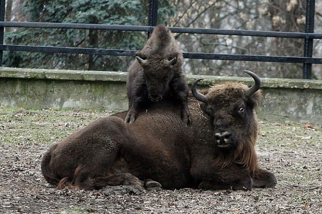 Żubry zoo