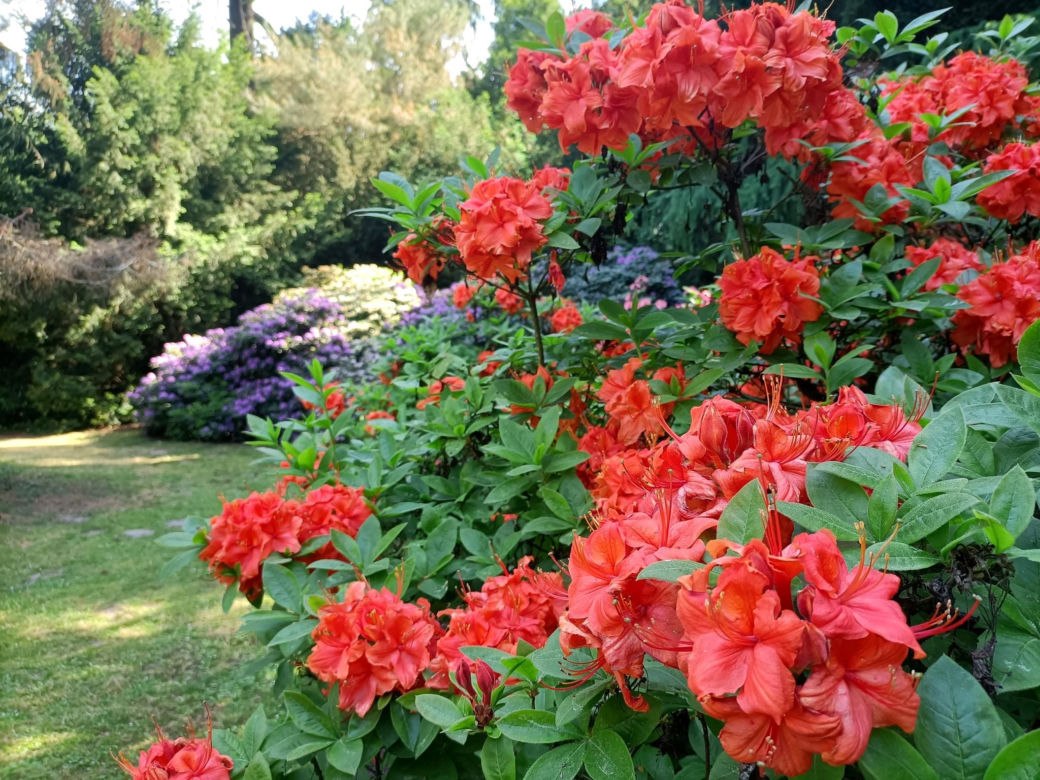 Arboretum Kórnickie - raj dla miłośników pięknych roślin