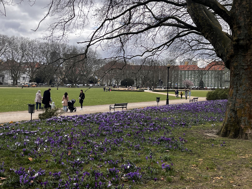 Krokusy w Szczecinie 