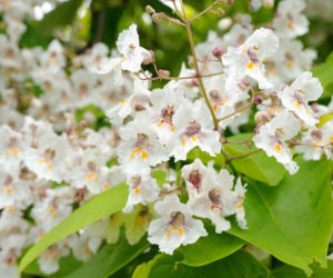 Katalpa (surmia)