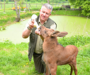 LEŚNICY OCALILI ŁOSZAKA