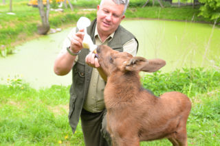 LEŚNICY OCALILI ŁOSZAKA