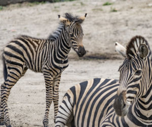 Zebra Chapmana