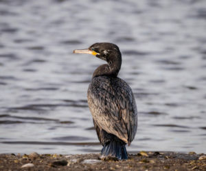 Kalisz. Zimowi, skrzydlaci goście w centrum miasta