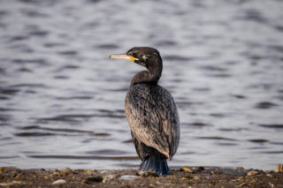 Kalisz. Zimowi, skrzydlaci goście w centrum miasta