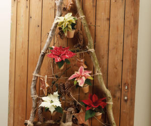 Mini gwiazda betlejemska