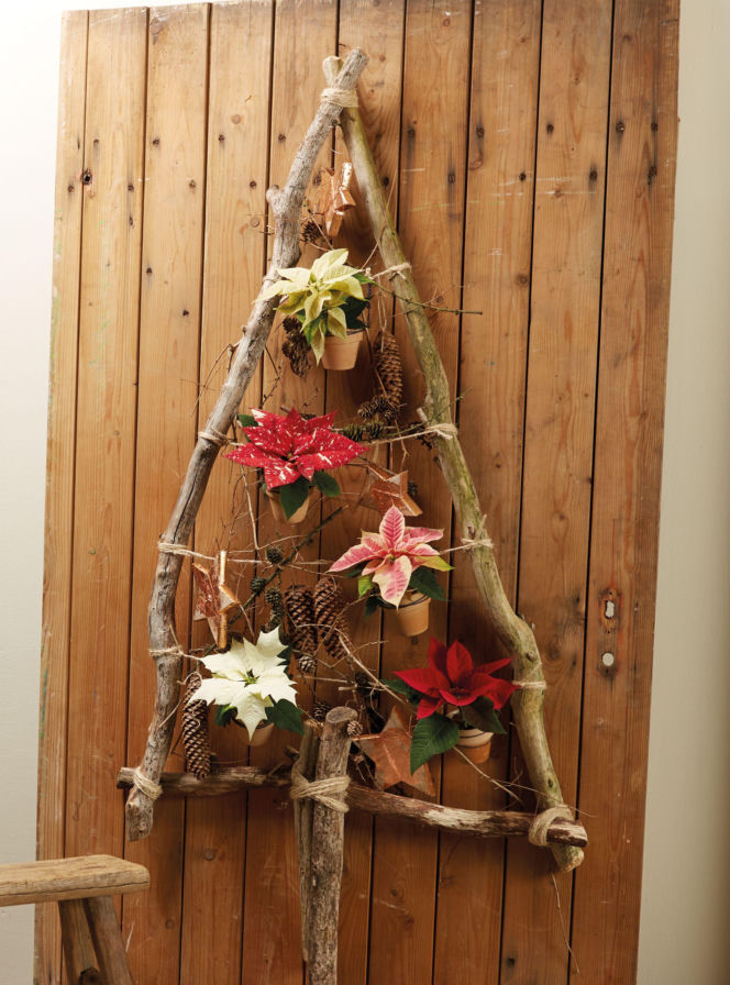 Mini gwiazda betlejemska