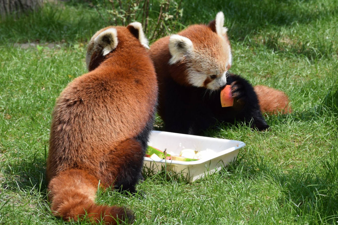 Zoo w Poznaniu chwali się pandami rudymi. Tylko na nie popatrzcie!