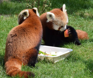 Zoo w Poznaniu chwali się pandami rudymi. Tylko na nie popatrzcie!