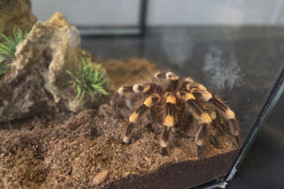 Węże, pająki i dreszczyk emocji w Bydgoszczy! Dragon Expo zachwyciło odwiedzających