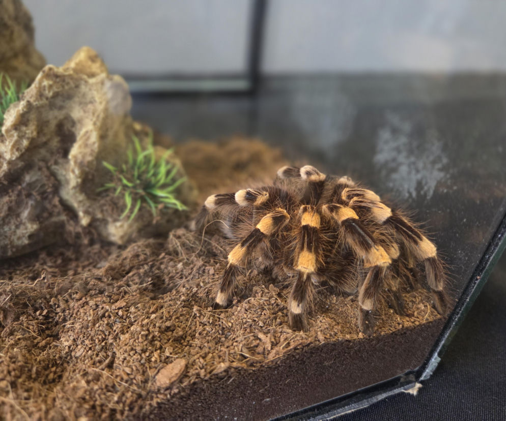 Węże, pająki i dreszczyk emocji w Bydgoszczy! Dragon Expo zachwyciło odwiedzających